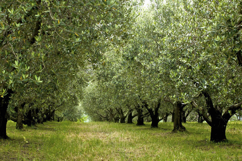无人,果园,横图,室外,白天,正面,旅游,度假,美景,田园,植物,橄榄,水果,意大利,欧洲,新鲜,景观,生食,食品,果实,果树,娱乐,树,树木,食物,绿色,自然,享受,休闲,景色,放松,有机食品,绿色食品,生长,成长,南欧,自然风光,意大利共和国,田庄,橄榄树,齐墩果,油橄榄,园子,青果,白榄,彩图,的里雅斯特