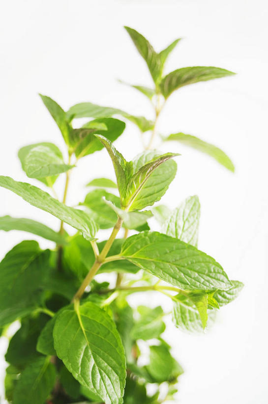 无人,竖图,俯视,室内,特写,白天,白色背景,植物,桌面,桌子,叶子,阴影,反射,木制,纹理,影子,薄荷,绿叶,银丹草,绿色,木制品,嫩叶,摄影,影棚,肌理,斑叶凤梨薄荷,夜息香,胡椒薄荷,叶,叶片,叶脉,彩图,高角度拍摄,影棚拍摄,拍摄