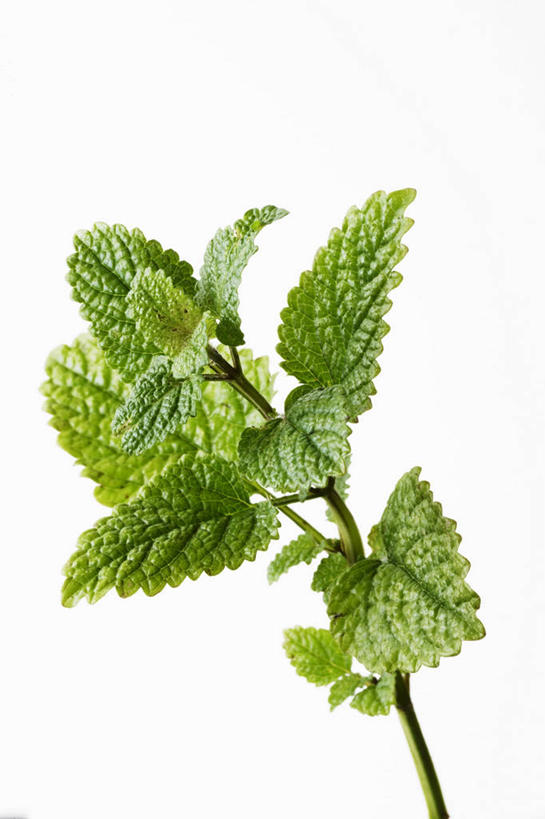 无人,竖图,俯视,室内,特写,白天,白色背景,植物,桌面,桌子,叶子,阴影,反射,木制,纹理,影子,绿叶,草药,药草,中药,绿色,木制品,嫩叶,摄影,影棚,药材,中草药,蜜蜂花,中药材,本草,肌理,鼻血草,叶,叶片,叶脉,彩图,高角度拍摄,影棚拍摄,拍摄