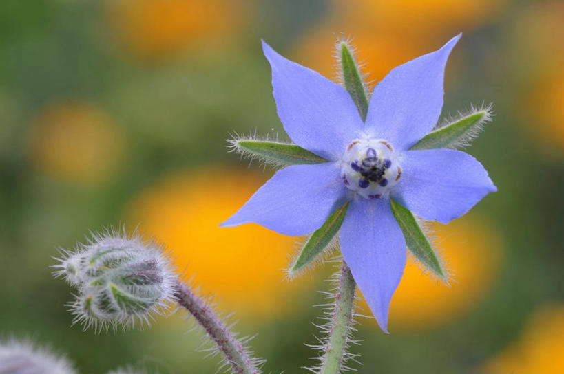 无人,横图,室外,特写,白天,正面,美景,植物,叶子,朦胧,模糊,盛开,景观,绿叶,草药,药草,花蕾,中药,花,花瓣,花朵,鲜花,一朵,蓝色,自然,花苞,花蕊,嫩叶,景色,自然风光,药材,中草药,琉璃苣,中药材,本草,茈草,鸦衔草,紫草,紫丹,叶,叶片,彩图