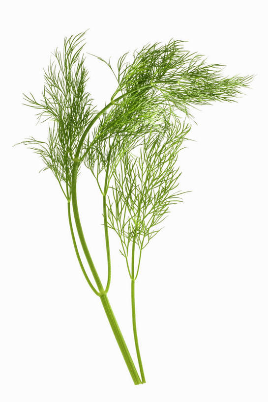 无人,竖图,俯视,室内,特写,白天,白色背景,餐桌,桌子,叶子,阴影,反射,影子,绿叶,嫩叶,摄影,影棚,餐台,莳萝,洋茴香,土茴香,叶,叶片,彩图,高角度拍摄,影棚拍摄,拍摄