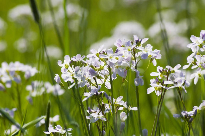无人,横图,室外,特写,白天,正面,草地,草坪,花海,花圃,美景,植物,叶子,阴影,朦胧,模糊,盛开,光线,影子,景观,花蕾,草,花,花瓣,花朵,花卉,鲜花,绿色,阳光,自然,花丛,花束,花田,花苞,花蕊,景色,自然风光,彩图