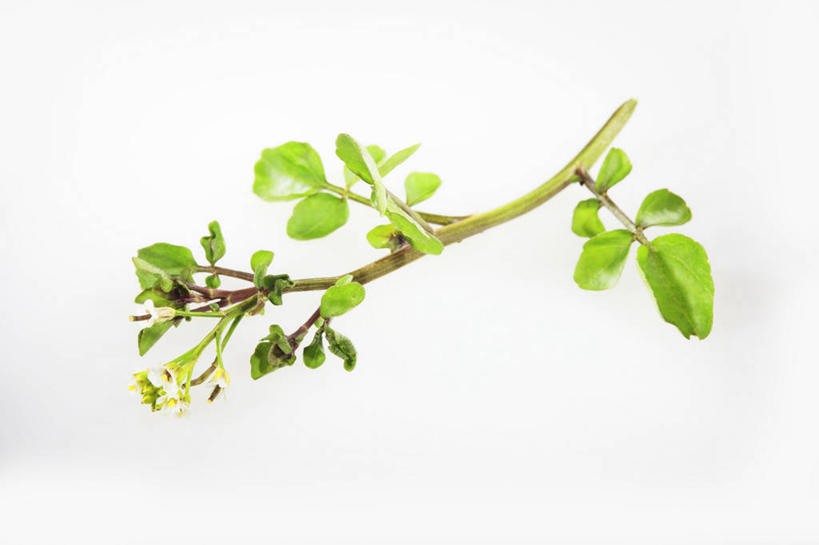 无人,横图,俯视,室内,特写,白天,白色背景,餐桌,桌子,芹菜,蔬菜,叶子,阴影,新鲜,反射,影子,食品,绿叶,食物,嫩叶,摄影,有机食品,绿色食品,影棚,餐台,豆瓣菜,根芹菜,根洋芹,球根塘蒿,水蔊菜,水田芥菜,水茼蒿,西洋菜,叶,叶片,药芹,水芹,旱芹,彩图,高角度拍摄,影棚拍摄,拍摄