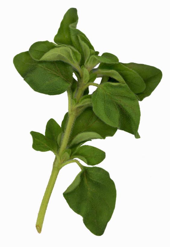 无人,竖图,俯视,室内,特写,白天,白色背景,叶子,阴影,反射,影子,绿叶,一个,嫩叶,摄影,影棚,单个,牛至,滇香蕾,土香薷,荆芥,香薷,奥勒冈草,白花土荆芥,白花茵陈,川香薷,俄力冈叶,减脂叶,满山香,蘑菇草,披萨草,银薄荷,止痢草,叶,叶片,彩图,高角度拍摄,影棚拍摄,拍摄