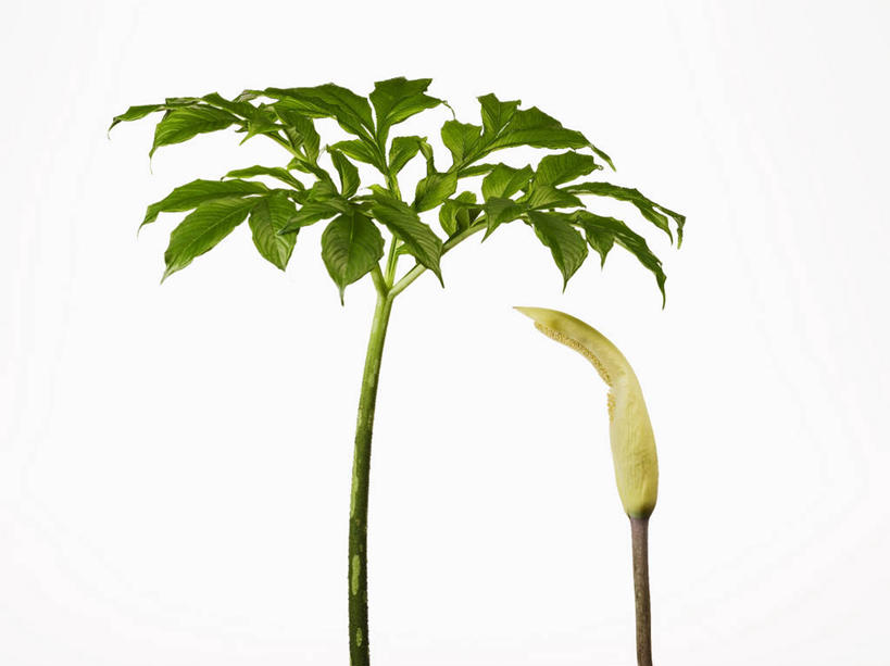 无人,横图,室内,特写,白天,白色背景,正面,叶子,阴影,盛开,反射,影子,绿叶,花蕾,蒟蒻,花,花瓣,花朵,鲜花,花苞,花蕊,嫩叶,摄影,影棚,鬼芋,菎蒻,雷公枪,蒻头,魔芋,叶,叶片,彩图,影棚拍摄,拍摄