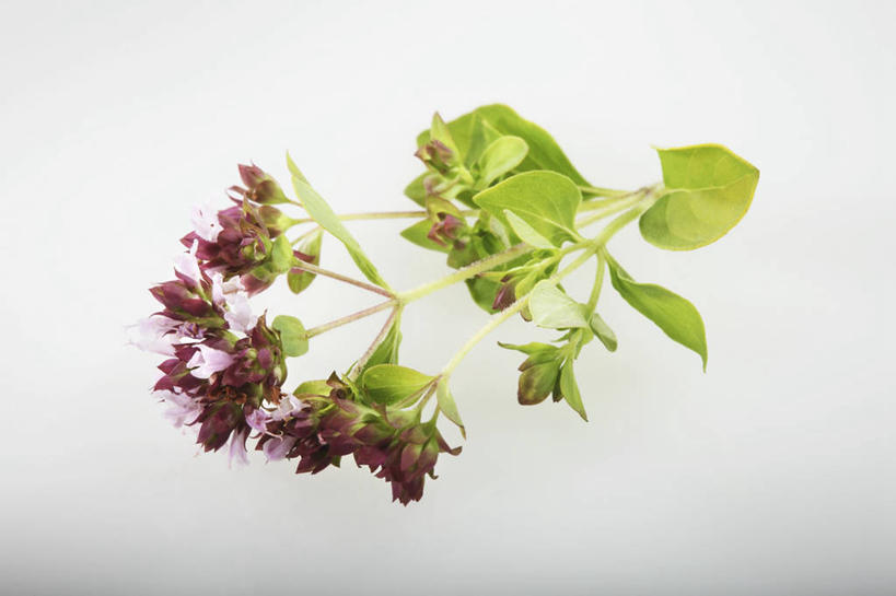 无人,横图,俯视,室内,特写,白天,白色背景,植物,餐桌,桌子,叶子,阴影,反射,纹理,影子,绿叶,绿色,嫩叶,摄影,影棚,餐台,牛至,滇香蕾,土香薷,肌理,荆芥,香薷,奥勒冈草,白花土荆芥,白花茵陈,川香薷,俄力冈叶,减脂叶,满山香,蘑菇草,披萨草,银薄荷,止痢草,叶,叶片,叶脉,彩图,高角度拍摄,影棚拍摄,拍摄