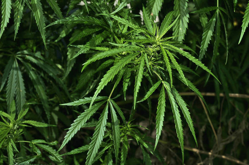 无人,横图,室外,特写,白天,正面,水,露水,叶子,透明,液体,水滴,绿叶,水珠,露珠,嫩叶,生机,毒品,大麻,剔透,灵动,通明,大麻草,叶,叶片,彩图,晶莹