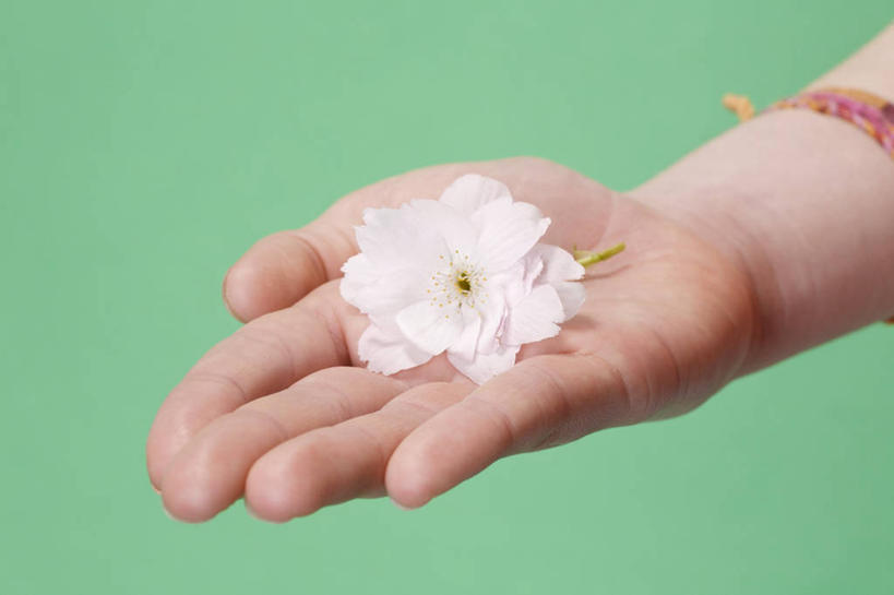 西方人,手,一个人,捧,横图,室内,特写,白天,正面,欧洲,欧洲人,仅一个年轻女性,仅一个女性,仅一个人,绿色背景,盛开,花蕾,装饰品,花,花瓣,花朵,鲜花,一朵,白色,饰品,手链,首饰,花苞,花蕊,手部,摄影,手镯,影棚,单手,镯子,年轻女性,女人,女性,白种人,端,端着,捧着,手捧,半身,彩图,影棚拍摄,拍摄