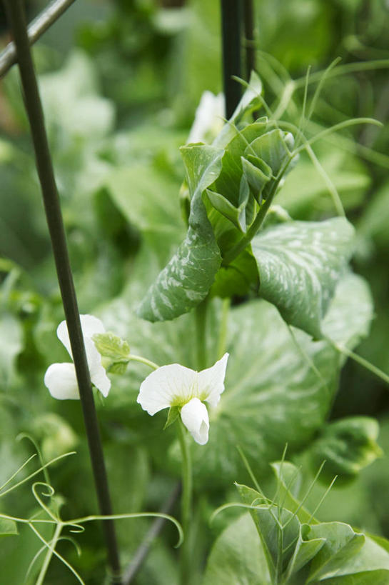 无人,农田,竖图,室外,特写,白天,正面,庄稼,农作物,美景,植物,蔬菜,叶子,朦胧,模糊,新鲜,盛开,纹理,景观,豆类,豆子,豌豆,食品,绿叶,花蕾,荷兰豆,花,花瓣,花朵,鲜花,食物,绿色,白色,自然,花苞,花蕊,嫩叶,景色,有机食品,绿色食品,自然风光,雪豆,豆科,肌理,寒豆,毕豆,麻累,国豆,小寒豆,麦豌豆,叶,叶片,叶脉,彩图,耕地,庄稼田