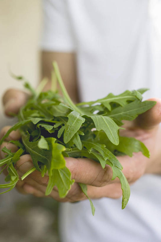 西方人,手,一个人,站,竖图,室内,特写,白天,正面,蔬菜,叶子,欧洲,欧洲人,双手,仅一个年轻女性,仅一个女性,仅一个人,握,服装,新鲜,食品,绿叶,拿,拿着,休闲装,食物,衣服,白色,站着,休闲,手部,休闲服,嫩叶,握着,服饰,有机食品,绿色食品,芝麻菜,德国芥菜,火箭生莱,芸芥,芝麻叶,紫花南芥,年轻女性,女人,女性,白种人,叶,叶片,站立,半身,彩图