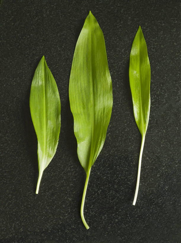 无人,竖图,俯视,室内,特写,白天,植物,桌面,桌子,蔬菜,叶子,阴影,黑色背景,新鲜,反射,木制,纹理,影子,食品,绿叶,食物,绿色,木制品,嫩叶,摄影,有机食品,绿色食品,影棚,肌理,菜芝,山蒜,小根菜,小根蒜,薤白,野葱,野蒜,野小蒜,叶,叶片,叶脉,彩图,高角度拍摄,影棚拍摄,拍摄