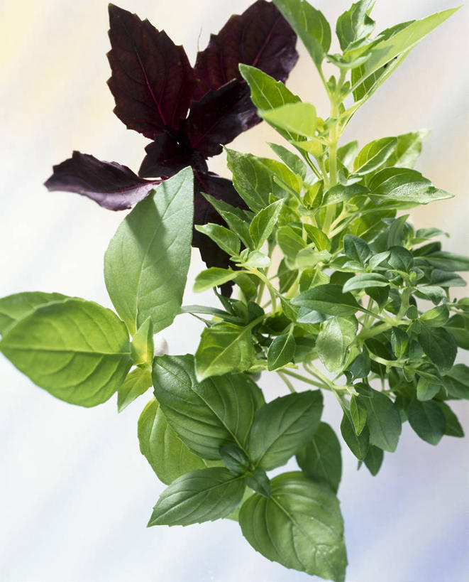 无人,竖图,俯视,室内,特写,白天,植物,桌面,桌子,叶子,阴影,反射,木制,纹理,影子,香料,绿叶,草药,中药,绿色,木制品,香草,嫩叶,罗勒,紫苏,药材,中草药,九层塔,圣约瑟夫草,甜罗勒,兰香,中药材,本草,肌理,叶,叶片,叶脉,彩图,高角度拍摄,柠檬罗勒