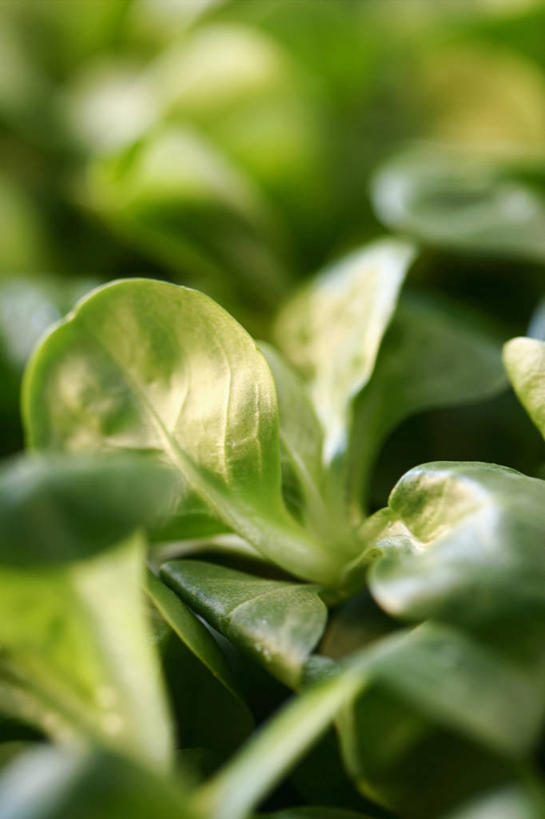 无人,竖图,俯视,室内,特写,白天,植物,蔬菜,叶子,阴影,朦胧,模糊,新鲜,反射,纹理,影子,生食,蔬菜沙拉,沙拉,食品,绿叶,色拉,沙律,食物,绿色,嫩叶,有机食品,绿色食品,色拉酱,千岛酱,肌理,叶,叶片,叶脉,彩图,高角度拍摄