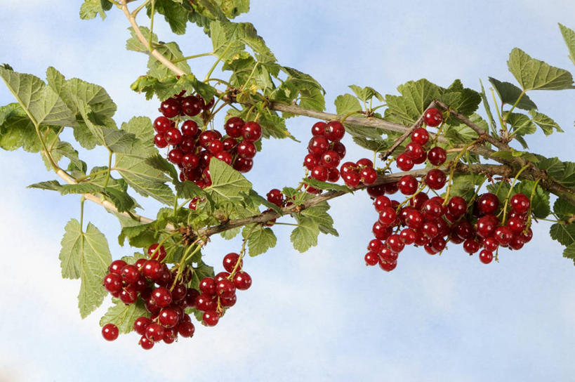 无人,果园,横图,室外,特写,白天,仰视,美景,田园,植物,浆果,水果,叶子,吊挂,悬挂,阴影,新鲜,光线,影子,景观,云,云朵,灯笼果,生食,食品,果实,果树,绿叶,枝条,挂,云彩,树,树木,树枝,食物,红色,蓝色,绿色,白云,蓝天,天空,阳光,自然,天,嫩叶,景色,有机食品,绿色食品,生长,晴朗,成长,自然风光,红醋栗,田庄,虬枝,枝杈,园子,叶,叶片,晴空,醋栗,彩图,低角度拍摄