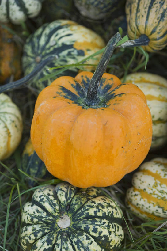 无人,竖图,俯视,室内,特写,白天,南瓜,蔬菜,一堆,许多,堆叠,堆积,新鲜,金瓜,食品,很多,番瓜,食物,黄色,绿色,橙色,有机食品,绿色食品,堆,麦瓜,倭瓜,彩图,高角度拍摄