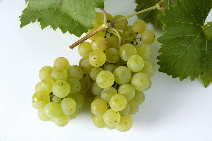 无人,横图,俯视,室内,特写,白天,白色背景,植物,桌面,桌子,葡萄,水果,叶子,阴影,新鲜,反射,木制,纹理,影子,生食,食品,果实,绿叶,食物,绿色,木制品,嫩叶,摄影,有机食品,绿色食品,影棚,肌理,叶,叶片,叶脉,山葫芦,蒲桃,草龙珠,彩图,高角度拍摄,影棚拍摄,拍摄