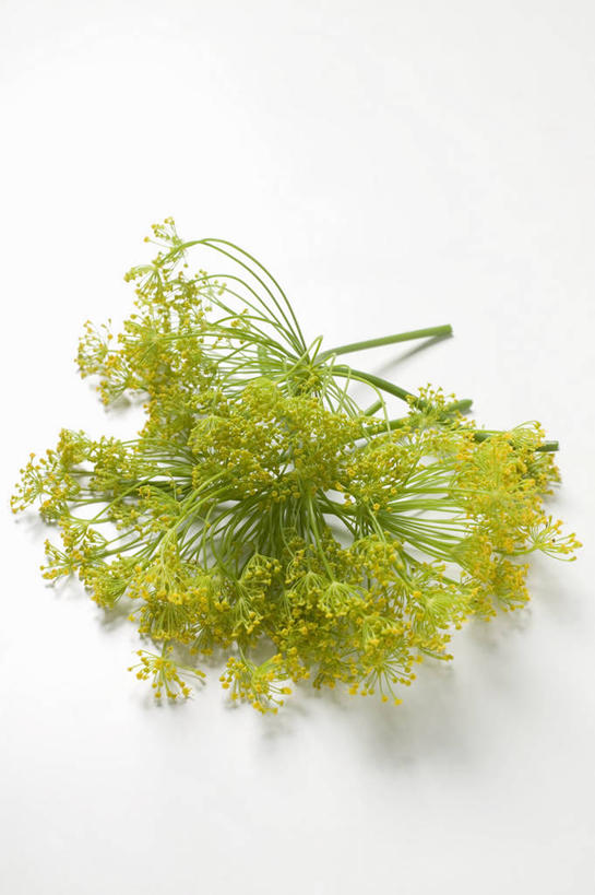 无人,竖图,俯视,室内,特写,白天,白色背景,植物,桌面,桌子,叶子,阴影,盛开,反射,木制,纹理,影子,绿叶,花蕾,花,花瓣,花朵,鲜花,绿色,木制品,花苞,花蕊,嫩叶,摄影,影棚,莳萝,肌理,洋茴香,土茴香,叶,叶片,叶脉,彩图,高角度拍摄,影棚拍摄,拍摄