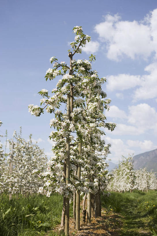 无人,果园,竖图,室外,白天,仰视,美景,田园,植物,阴影,美白,盛开,光线,影子,景观,云,云朵,果树,花蕾,云彩,花,花瓣,花朵,鲜花,树,树木,蓝色,绿色,白云,蓝天,天空,阳光,自然,天,花苞,花蕊,景色,清热,生长,晴朗,成长,清香,自然风光,苹果花,陷阱,田庄,解毒,明目,园子,晴空,彩图,低角度拍摄