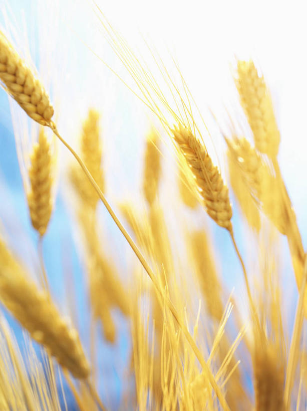 无人,农田,竖图,室外,特写,白天,正面,庄稼,农作物,小麦,美景,阴影,朦胧,模糊,光线,影子,景观,谷物,麦田,蓝色,蓝天,天空,阳光,自然,天,景色,麦子,晴朗,自然风光,万里无云,晴空,晴空万里,彩图,耕地,庄稼田