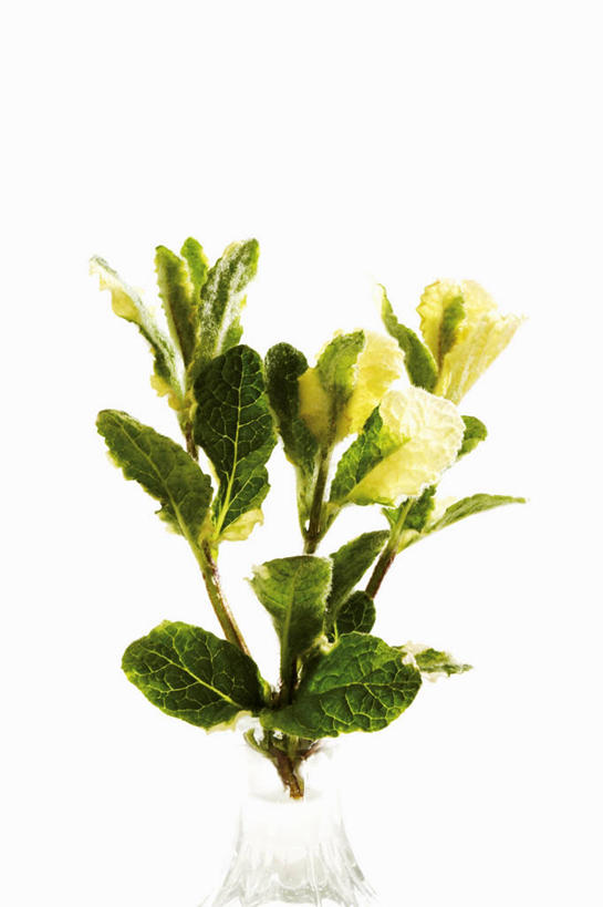 无人,竖图,俯视,室内,特写,白天,白色背景,植物,桌面,桌子,叶子,阴影,盛开,反射,木制,纹理,影子,薄荷,绿叶,银丹草,花蕾,花,花瓣,花朵,鲜花,绿色,木制品,花苞,花蕊,嫩叶,摄影,影棚,肌理,斑叶凤梨薄荷,苹果薄荷,夜息香,叶,叶片,叶脉,彩图,高角度拍摄,影棚拍摄,拍摄