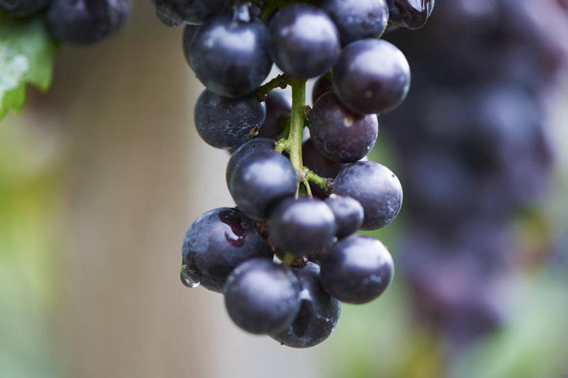 无人,果园,横图,室外,特写,白天,正面,水,田园,植物,露水,葡萄,水果,叶子,吊挂,悬挂,朦胧,模糊,新鲜,透明,纹理,液体,水滴,生食,食品,果实,绿叶,挂,葡萄园,水珠,食物,绿色,黑色,庄园,露珠,嫩叶,有机食品,绿色食品,生机,剔透,肌理,灵动,通明,叶,叶片,叶脉,山葫芦,蒲桃,草龙珠,彩图,黑比诺葡萄,晶莹