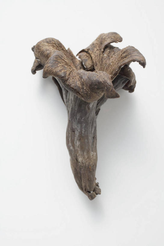 无人,竖图,俯视,室内,特写,白天,白色背景,桌面,桌子,蔬菜,阴影,新鲜,反射,木制,影子,菌菇,蘑菇,食品,菌类,食物,一个,黑色,木制品,食用菌,摄影,有机食品,绿色食品,影棚,单个,黑喇叭菌,灰喇叭菌,彩图,高角度拍摄,影棚拍摄,拍摄,灰号角,唢呐菌