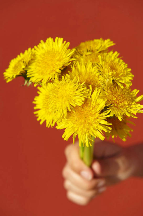 西方人,手,一个人,竖图,室内,特写,白天,正面,爱情,智慧,蒲公英,欧洲,欧洲人,仅一个年轻女性,仅一个女性,仅一个人,握,红色背景,艺术,盛开,拿,花蕾,拿着,文化,花,花瓣,花朵,鲜花,黄色,插花,花苞,花蕊,手部,握着,摄影,影棚,单手,插花艺术,创造,创作,想象,开朗,年轻女性,女人,女性,白种人,蒲公草,尿床草,半身,彩图,影棚拍摄,拍摄