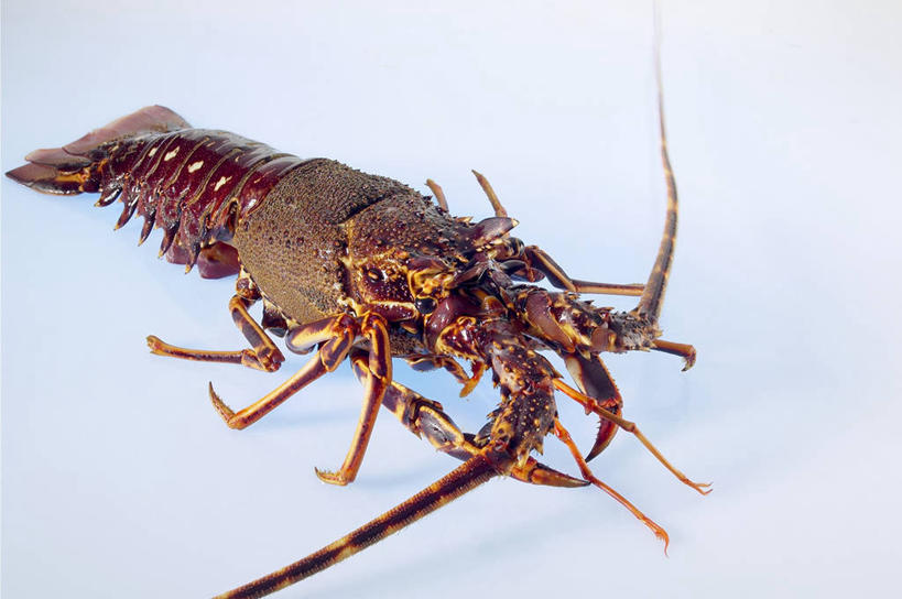 海鲜,龙虾,无人,横图,俯视,室内,特写,白天,桌面,桌子,阴影,蓝色背景,反射,木制,影子,虾,水产,海洋生物,一只,木制品,摄影,影棚,水生动物,海产品,水生物,海底动物,彩图,高角度拍摄,全身,影棚拍摄,拍摄