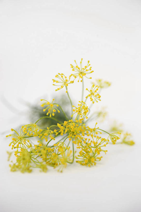 无人,竖图,俯视,室内,特写,白天,白色背景,桌面,桌子,阴影,盛开,反射,木制,影子,花蕾,花,花瓣,花朵,鲜花,黄色,木制品,花苞,花蕊,摄影,影棚,莳萝,洋茴香,土茴香,彩图,高角度拍摄,影棚拍摄,拍摄