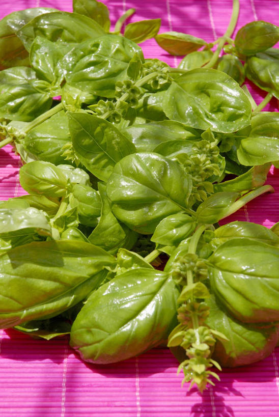 无人,竖图,俯视,室内,特写,白天,植物,餐桌,桌子,叶子,阴影,反射,纹理,影子,香料,绿叶,草药,中药,绿色,香草,嫩叶,餐台,罗勒,紫苏,药材,中草药,九层塔,圣约瑟夫草,甜罗勒,兰香,中药材,本草,肌理,叶,叶片,叶脉,彩图,高角度拍摄