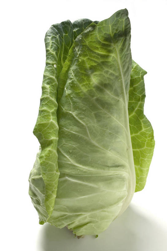 无人,竖图,俯视,室内,特写,白天,白色背景,餐桌,桌子,蔬菜,叶子,阴影,新鲜,反射,影子,大白菜,食品,绿叶,白菜,食物,一个,绿色,嫩叶,摄影,有机食品,绿色食品,影棚,单个,餐台,胶菜,镳菜,叶,叶片,彩图,高角度拍摄,影棚拍摄,拍摄