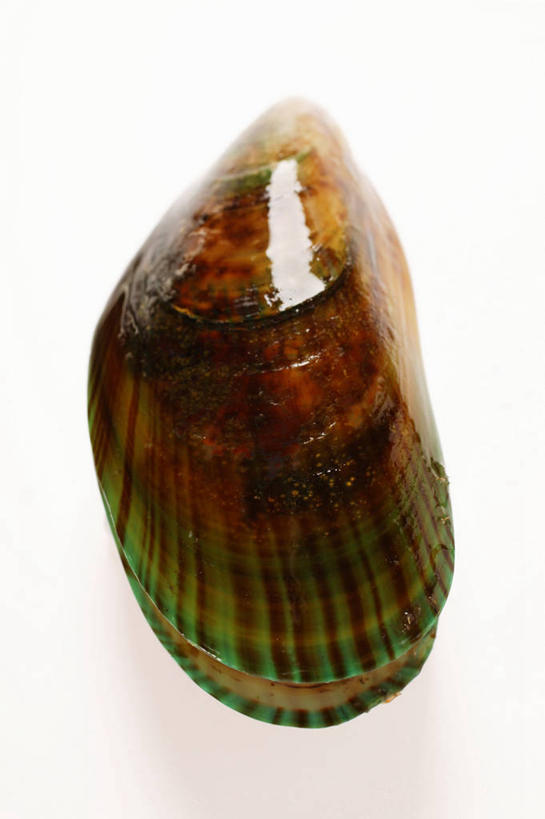 海鲜,无人,竖图,俯视,室内,特写,白天,白色背景,餐桌,桌子,贝壳,阴影,反射,影子,水产,海洋生物,一个,摄影,影棚,单个,餐台,水生动物,海产品,贻贝,水生物,海底动物,海虹,淡菜,壳菜,青口,彩图,高角度拍摄,影棚拍摄,拍摄