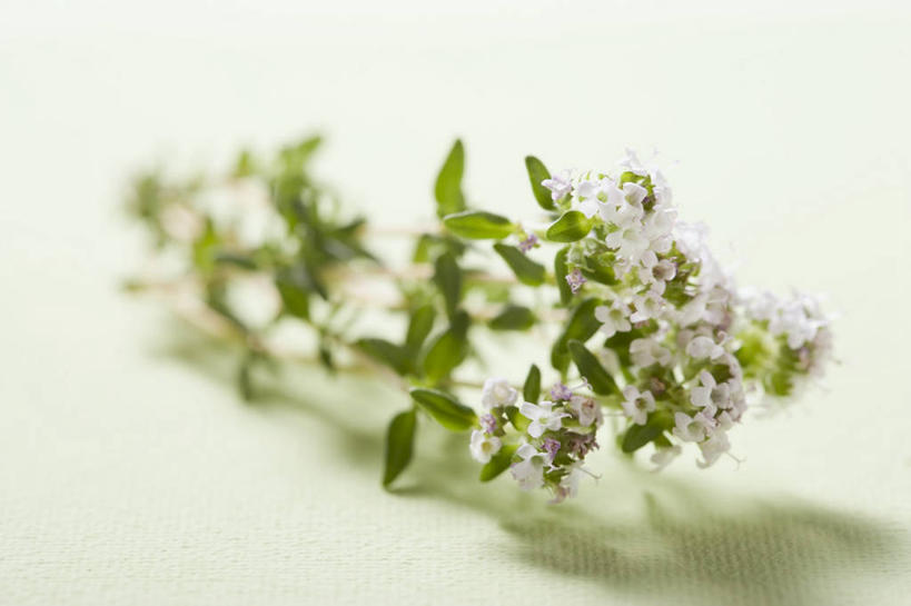 无人,横图,俯视,室内,特写,白天,餐桌,桌子,绿色背景,阴影,朦胧,模糊,芳香,盛开,反射,影子,调味,香料,佐料,花蕾,花,花瓣,花朵,鲜花,香草,花苞,花蕊,摄影,影棚,餐台,吉祥,百里香,麝香草,配料,如意,勇气,作料,勇敢,地椒,自尊,不屈,平安,彩图,高角度拍摄,影棚拍摄,拍摄