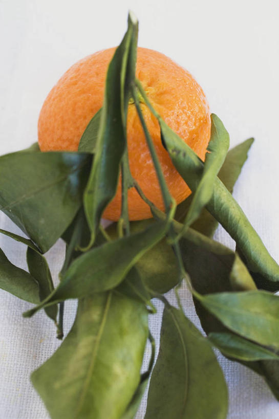 无人,竖图,俯视,室内,特写,白天,白色背景,桌面,桌子,柑橘,水果,叶子,阴影,朦胧,模糊,新鲜,反射,木制,影子,生食,食品,果实,绿叶,食物,一个,木制品,嫩叶,摄影,有机食品,绿色食品,影棚,单个,叶,叶片,橘子,桔子,橙子,橙,彩图,高角度拍摄,影棚拍摄,拍摄