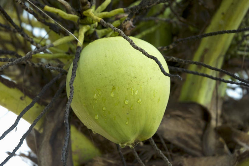 无人,横图,室内,特写,白天,白色背景,正面,水,植物,椰树,椰子,水果,叶子,吊挂,悬挂,阴影,新鲜,反射,液体,影子,水滴,生食,食品,果实,绿叶,挂,树,树木,食物,一个,绿色,自然,嫩叶,摄影,有机食品,绿色食品,影棚,生长,单个,成长,大椰,胥余,椰瓢,越王头,叶,叶片,棕榈,椰子树,彩图,影棚拍摄,拍摄