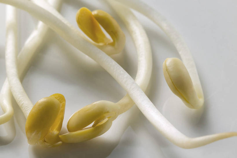 无人,横图,俯视,室内,特写,白天,白色背景,餐桌,桌子,蔬菜,许多,阴影,新鲜,反射,影子,豆芽,食品,食物,摄影,有机食品,绿色食品,影棚,餐台,豆芽菜,芽苗菜,彩图,高角度拍摄,影棚拍摄,拍摄