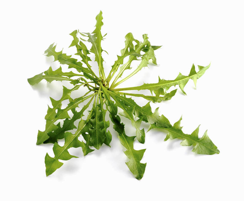 无人,横图,俯视,室内,特写,白天,白色背景,爱情,植物,餐桌,桌子,蒲公英,叶子,阴影,反射,纹理,影子,绿叶,绿色,嫩叶,摄影,影棚,餐台,肌理,开朗,叶,叶片,叶脉,蒲公草,尿床草,彩图,高角度拍摄,影棚拍摄,拍摄