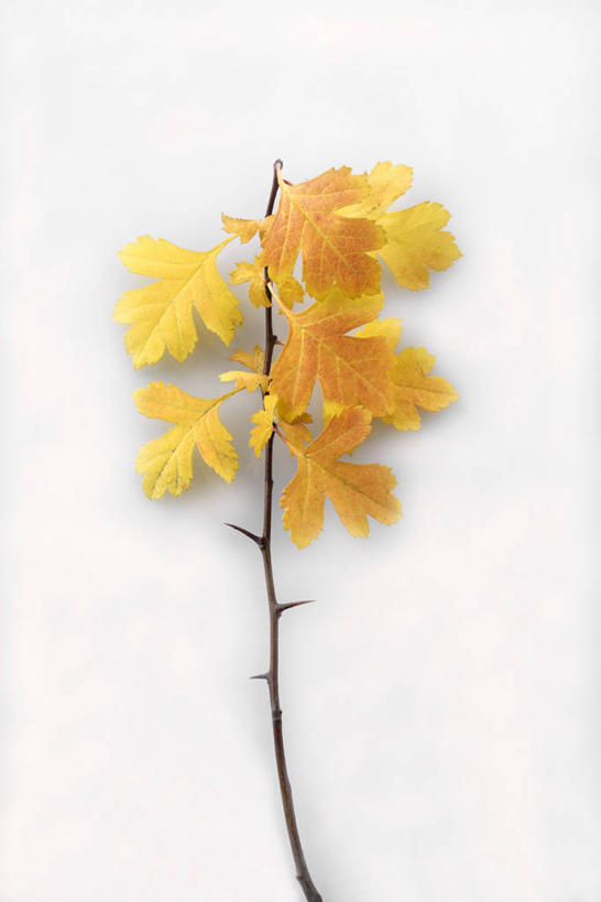无人,竖图,俯视,室内,特写,白天,白色背景,秋季,植物,餐桌,桌子,叶子,许多,阴影,反射,影子,枝条,树,树木,树枝,黄色,摄影,影棚,餐台,虬枝,枝杈,叶,叶片,秋,秋天,彩图,高角度拍摄,影棚拍摄,拍摄