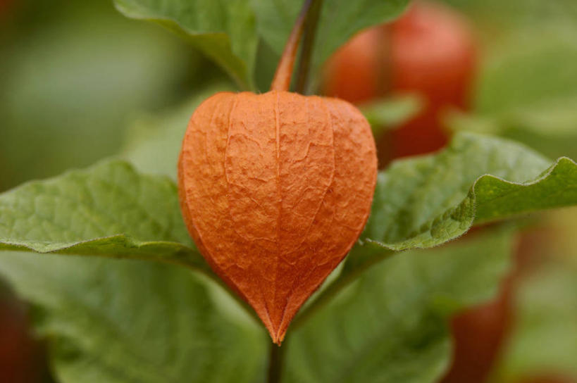 无人,横图,俯视,室外,特写,白天,美景,植物,浆果,水果,叶子,阴影,朦胧,模糊,新鲜,光线,纹理,影子,景观,灯笼果,生食,食品,果实,绿叶,食物,两个,红色,绿色,阳光,自然,嫩叶,景色,有机食品,绿色食品,自然风光,肌理,秘鲁苦蘵,小果酸浆,叶,叶片,叶脉,醋栗,彩图,高角度拍摄