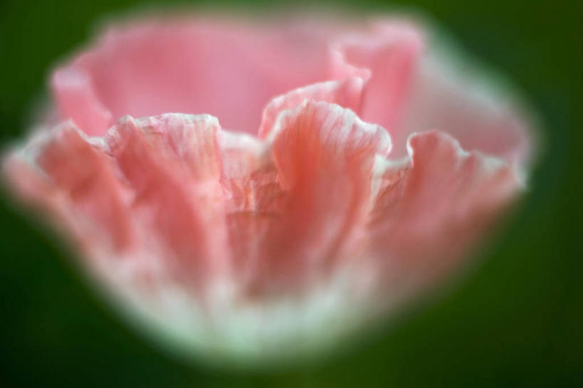 无人,横图,俯视,室内,特写,白天,植物,罂粟,绿色背景,阴影,朦胧,模糊,盛开,反射,影子,草药,花蕾,中药,花,花瓣,花朵,鲜花,一朵,粉色,红色,花苞,花蕊,摄影,影棚,毒品,药材,中草药,中药材,本草,止痛,镇静,安眠,红罂粟,罂粟花,彩图,高角度拍摄,影棚拍摄,拍摄