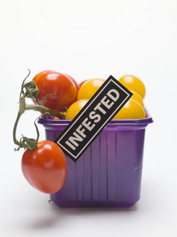 无人,竖图,俯视,室内,特写,白天,白色背景,餐桌,桌子,辣椒,蔬菜,西红柿,小番茄,一堆,许多,阴影,堆叠,堆积,新鲜,反射,影子,塑料,食品,食物,一个,黄色,红色,容器,塑料制品,碗,摄影,有机食品,绿色食品,影棚,单个,餐台,储藏,堆,彩椒,辣角,红海椒,大椒,辣虎,广椒,小西红柿,樱桃小番茄,珍珠小番茄,樱桃番茄,甜椒,柿子椒,圣女果,辣子,海椒,番茄,番椒,灯笼椒,彩图,高角度拍摄,影棚拍摄,拍摄,贮存