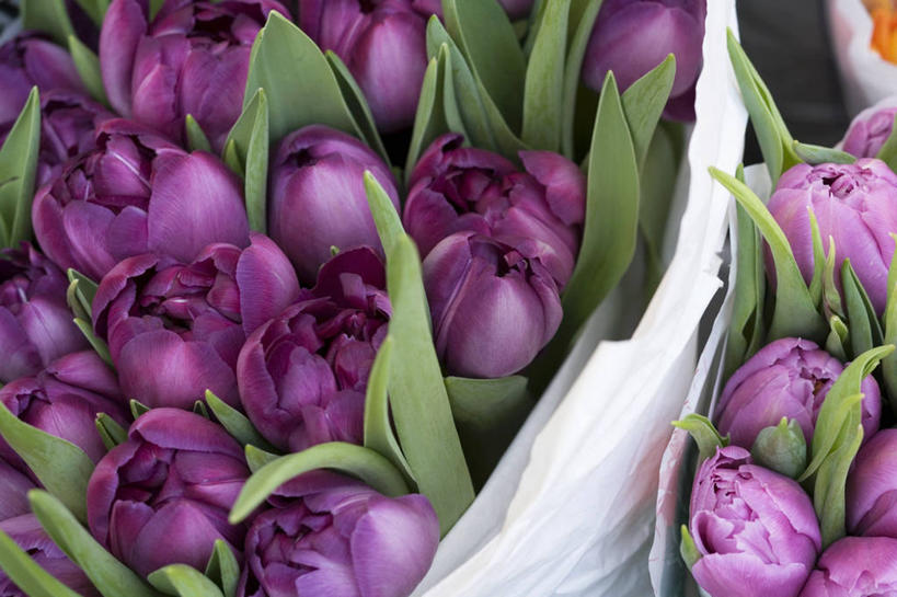 无人,横图,俯视,室内,特写,白天,幸福,紫罗兰,叶子,阴影,盛开,反射,影子,绿叶,清凉,花蕾,花,花瓣,花朵,鲜花,紫色,夏天,花苞,花蕊,嫩叶,永恒,质朴,美德,叶,叶片,草紫罗兰,草桂花,彩图,高角度拍摄