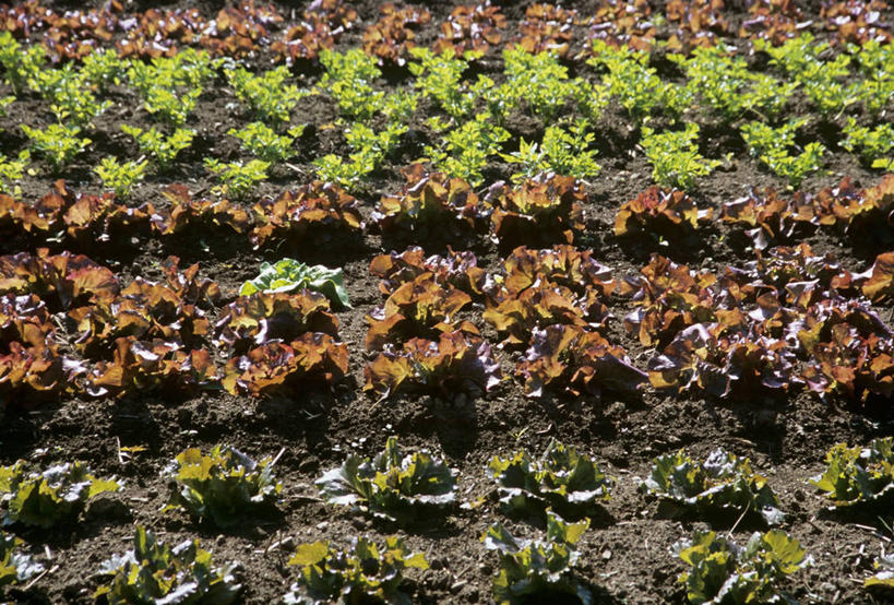 无人,农田,横图,俯视,室外,特写,白天,庄稼,农作物,美景,蔬菜,一排,许多,阴影,新鲜,整齐,光线,影子,景观,生菜,莴苣,食品,食物,排列,阳光,自然,景色,有机食品,绿色食品,队列,自然风光,春菜,鹅仔菜,莴仔菜,千金菜,叶用莴苣,彩图,高角度拍摄,耕地,庄稼田