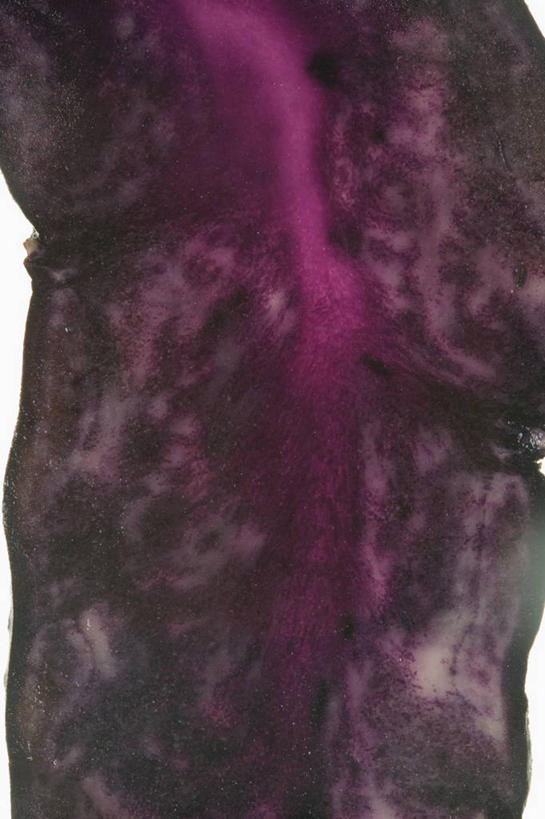 无人,竖图,室内,特写,白天,白色背景,正面,餐桌,桌子,蔬菜,土豆,阴影,新鲜,反射,影子,菌菇,食品,松露,菌类,食物,一个,食用菌,摄影,有机食品,绿色食品,影棚,单个,餐台,横截面,剖面,馍馍蛋,黑松露,截面,截面图形,洋芋,山药蛋,马铃薯,彩图,影棚拍摄,拍摄