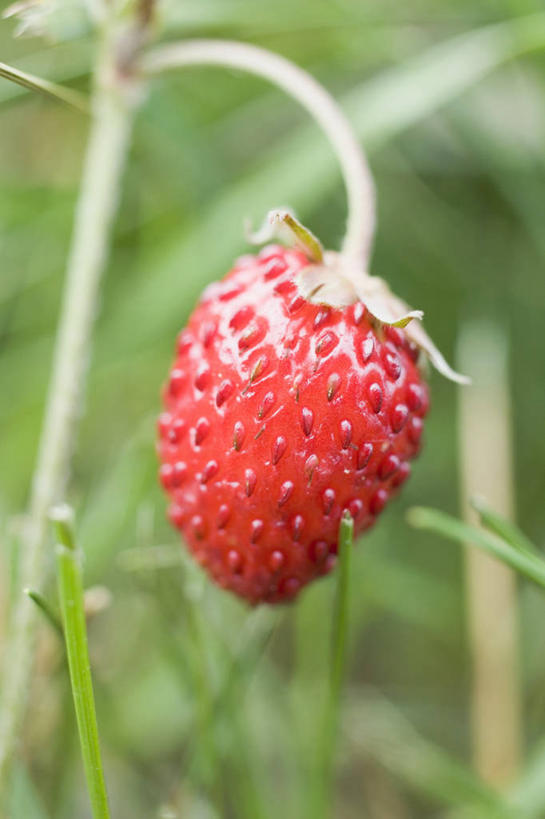 无人,农田,竖图,俯视,室外,特写,白天,庄稼,农作物,美景,草莓,浆果,水果,阴影,朦胧,模糊,新鲜,光线,影子,景观,生食,食品,果实,食物,一个,红色,阳光,自然,景色,有机食品,绿色食品,单个,自然风光,洋莓,水果皇后,红莓,地莓,彩图,高角度拍摄,耕地,庄稼田