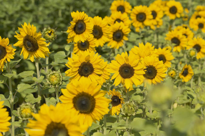 无人,横图,俯视,室内,特写,白天,爱情,幸福,草地,草坪,花海,花圃,美景,太阳,植物,向日葵,叶子,阴影,朦胧,模糊,盛开,光线,影子,景观,花蕾,草,花,花瓣,花朵,花卉,鲜花,绿色,阳光,自然,花丛,花束,花田,花苞,花蕊,景色,自然风光,光辉,沉默,忠诚,勇敢,投缘,爱慕,高傲,朝阳花,葵花,望日莲,向阳花,转日莲,彩图,高角度拍摄