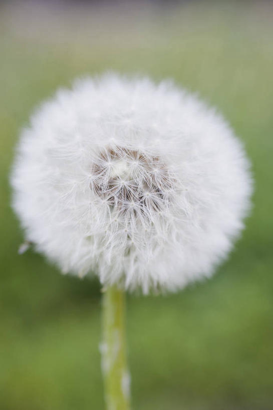 无人,竖图,室外,特写,白天,正面,爱情,草地,草坪,美景,植物,蒲公英,阴影,朦胧,模糊,光线,影子,景观,草,一朵,绿色,白色,阳光,自然,景色,自然风光,开朗,蒲公草,尿床草,彩图