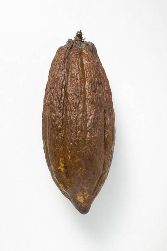 无人,竖图,俯视,室内,特写,白天,白色背景,餐桌,桌子,阴影,反射,影子,果实,种子,可可,一个,摄影,影棚,单个,餐台,可可豆,可可子,彩图,高角度拍摄,影棚拍摄,拍摄