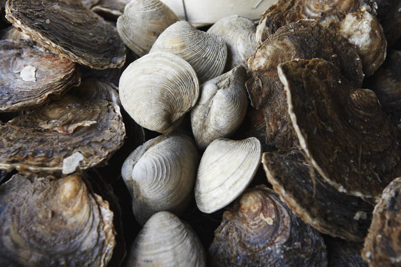海鲜,无人,横图,俯视,室内,特写,白天,一堆,许多,阴影,堆叠,堆积,反射,影子,牡蛎,蛤蜊,水产,海洋生物,蛤,堆,生蚝,水生动物,海产品,水生物,海底动物,蛤仔,彩图,高角度拍摄