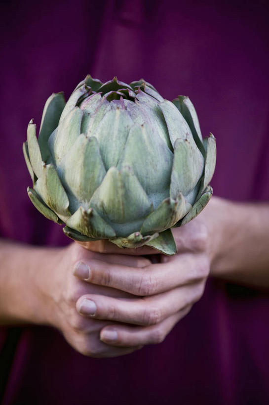 西方人,手,一个人,竖图,俯视,室内,特写,白天,蔬菜,欧洲,欧洲人,双手,仅一个男性,仅一个人,握,阴影,服装,朦胧,模糊,新鲜,反射,影子,朝鲜蓟,食品,休闲装,食物,仅一个年轻男性,一个,衣服,紫色,休闲,手部,休闲服,洋蓟,握着,服饰,有机食品,绿色食品,单个,男人,男性,年轻男性,白种人,半身,彩图,高角度拍摄,菜蓟,法国百合,球洋蓟,蔬菜之皇,洋百合